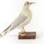 A Common Gull standing towards the right