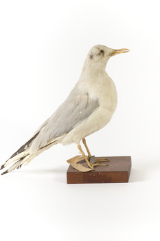 A Common Gull standing towards the right