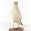 A Common Gull standing front on and looking forwards