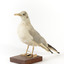 A Common Gull standing front left and looking forwards