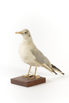 A Common Gull standing front left and looking forwards