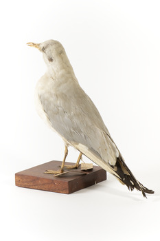 Common Gull facing back left