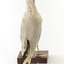 Rear of a Common Gull 