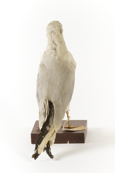 Rear of a Common Gull 
