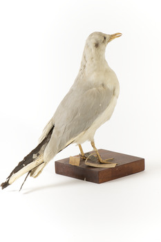 Common Gull facing back right