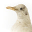 Close up of the left side of the head of the Common Gull