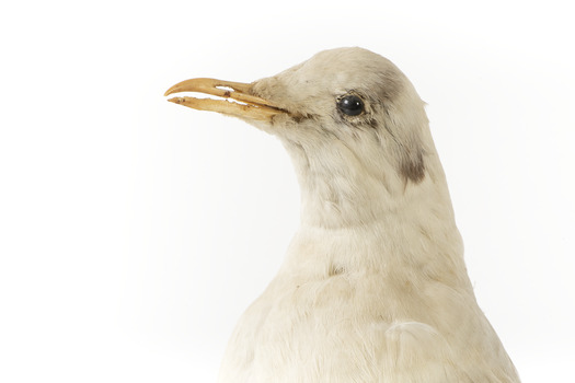 Close up of the left side of the head of the Common Gull