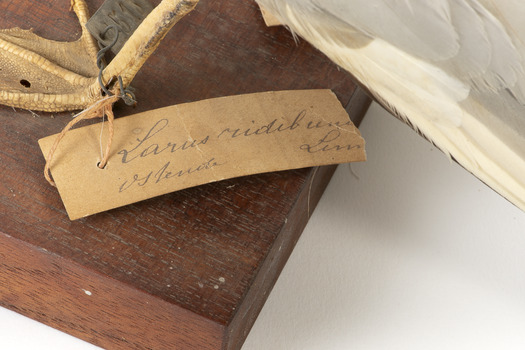 Close up of paper tag tied to leg of Common Gull
