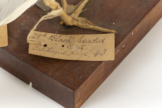 Close up of paper tag: "28a Black-headed Gull- Catalogue, Page, 43."
