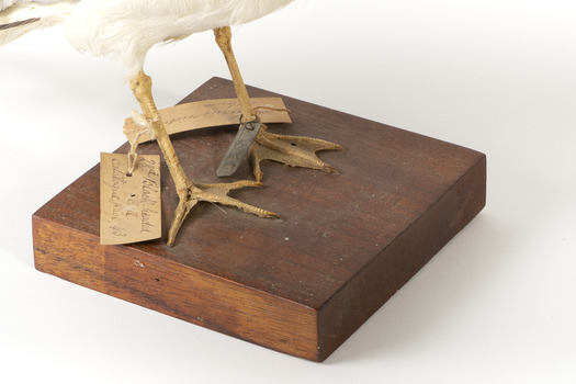 Close up of legs showing two paper tags tied to right leg and one metal tag on left leg.