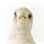 Front up of head of Common Gull looking forwards