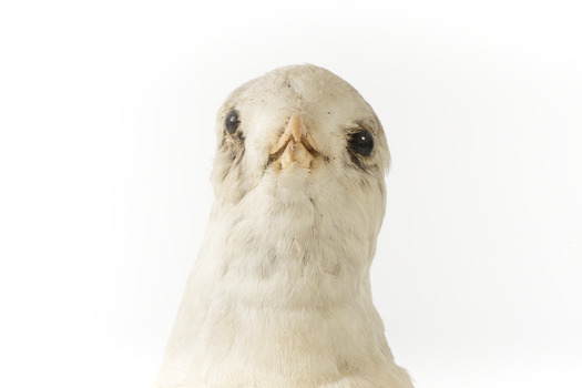 Front up of head of Common Gull looking forwards