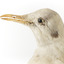 Close up of the left side of the head of the Common Gull