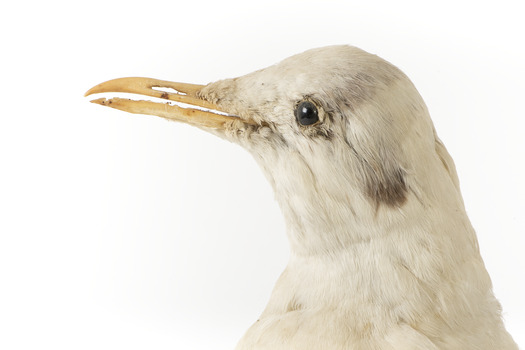 Close up of the left side of the head of the Common Gull