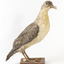 A Grey Petrel standing towards the right
