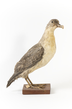 A Grey Petrel standing towards the right
