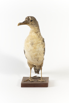 A Grey Petrel standing front on and looking towards the right