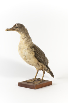 A Grey Petrel standing front left and looking to the side over right wing