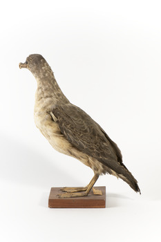 Grey Petrel facing left and looking towards the back