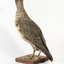 Grey Petrel facing back left and looking to the right