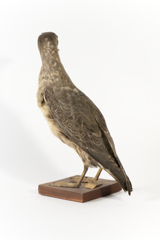 Grey Petrel facing back left and looking to the right