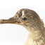 Close up of the right hand side of the Grey Petrel's head