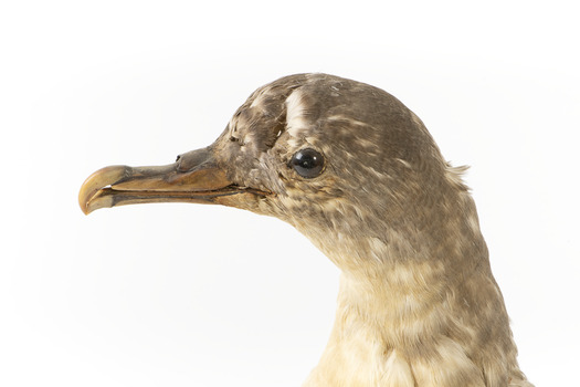 Close up of the right hand side of the Grey Petrel's head