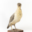 A Grey Petrel standing front right and looking towards the camera