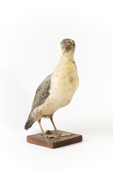 A Grey Petrel standing front right and looking towards the camera
