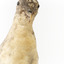 Close up of the neck and head of the Grey Petrel