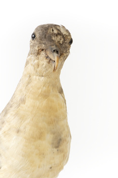 Close up of the neck and head of the Grey Petrel