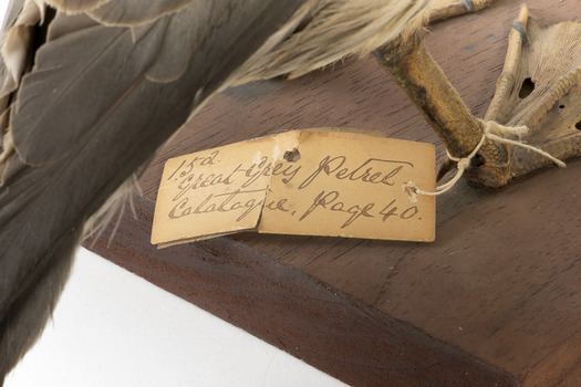 Close up of the paper tag attached to the leg of the Grey Petrel