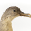 Close up of the Grey Petrel head