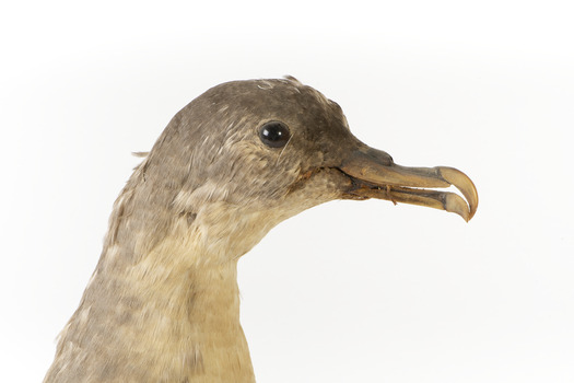 Close up of the Grey Petrel head