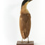 Nankeen Night Heron facing back and looking towards the right