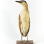 Nankeen Night Heron standing front on and looking towards the right
