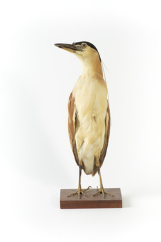 Nankeen Night Heron standing front on and looking towards the right