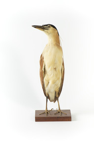 Nankeen Night Heron standing front on and looking towards the right