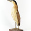 Nankeen Night Heron standing front left and looking backwards over right wing