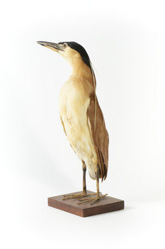 Nankeen Night Heron standing front left and looking backwards over right wing