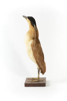 Nankeen Night Heron facing left with head angled towards right shoulder
