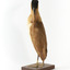 Nankeen Night Heron facing back left