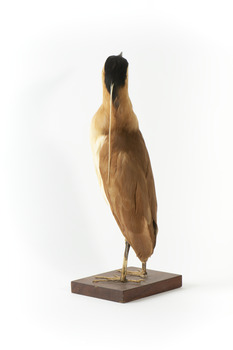 Nankeen Night Heron facing back left