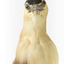 Close up of the Nankeen Night Heron's face, neck and chest