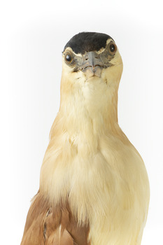 Close up of the Nankeen Night Heron's face, neck and chest