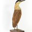 Nankeen Night Heron facing back right and looking towards front right