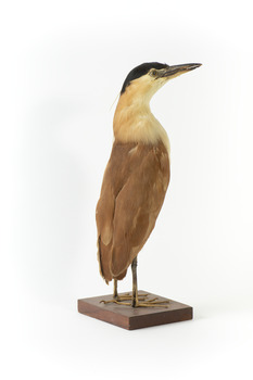 Nankeen Night Heron facing back right and looking towards front right
