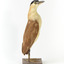 Nankeen Night Heron facing right and looking towards the front