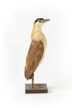 Nankeen Night Heron facing right and looking towards the front