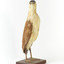 Nankeen Night Heron facing back right and looking towards the front
